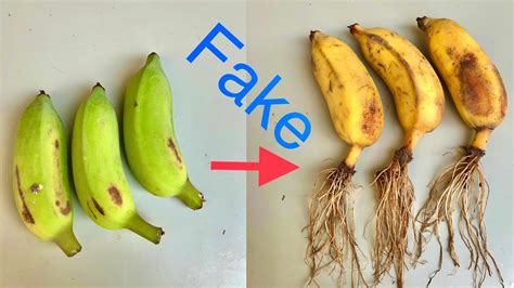 bananas are fake
